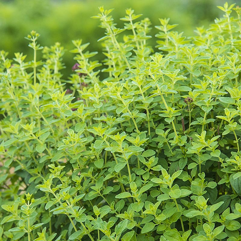Oregano essential organic oil by Katarat mn Noor 10 ml