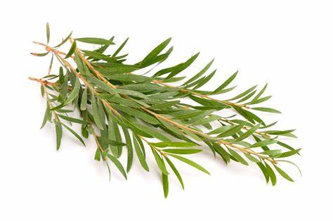 Tea tree essential organic oil by katarat mn Noor 10 ml