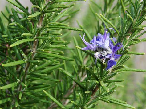Rosemary essential organic oil by Katarat mn Noor  10 ml