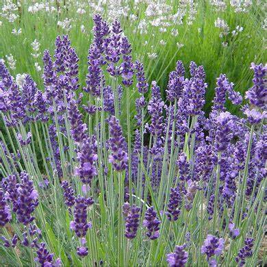 Lavender Organic Essential Oil 10ml – by Katarat mn Noor