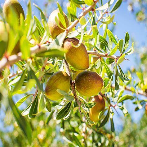 Argan organic oil cold pressed from Katarat mn Noor 